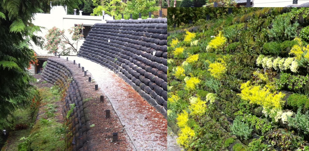 Terrace construction and vegetation soon after Live Planting