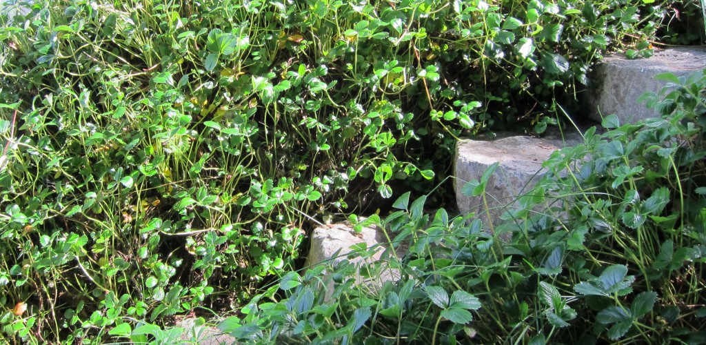 Flagstones steps with live planted strawberries