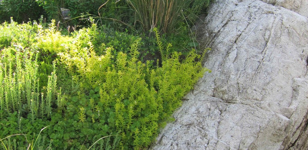 Native plants integrated with in situ rock