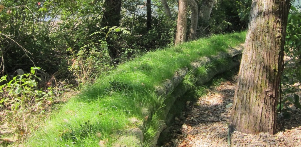 Early Growth on hydroseeded flood berm