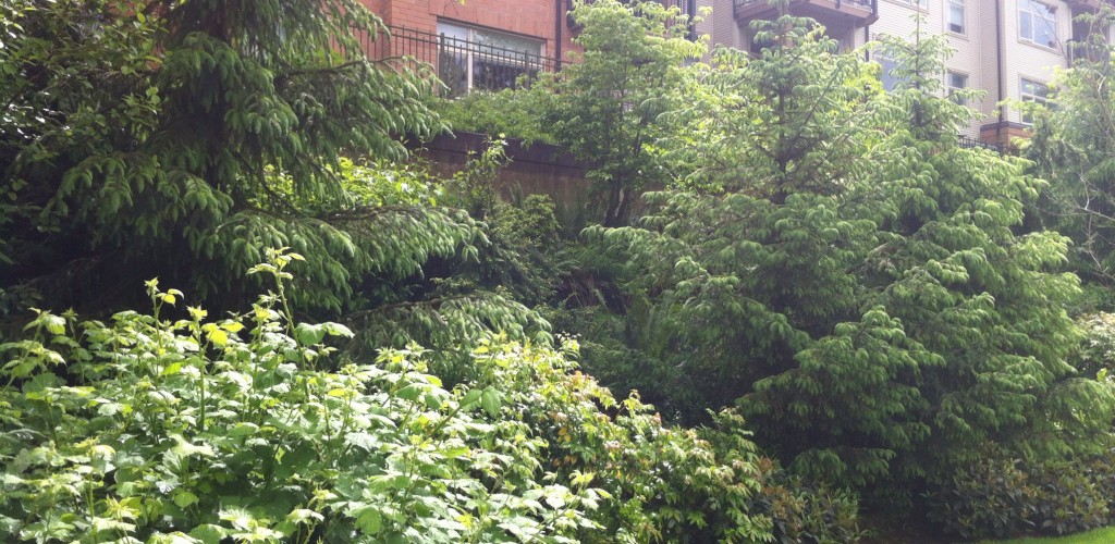 Multi Residential Landscaping